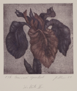 Irisblüte  III (Bullmann Uwe)